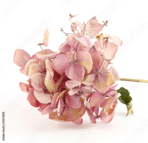 Obraz Dried pink hortensia
