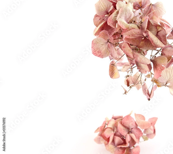 Obraz Dried pink hortensia (hydrangea) flowers