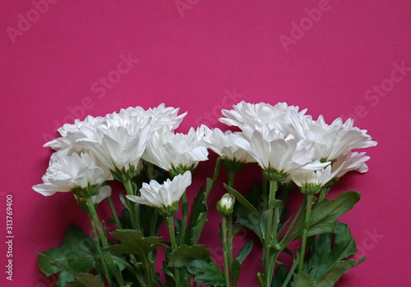 Obraz Chrysanthemum