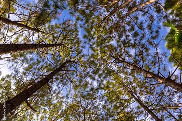 Obraz Pine trees looking up.