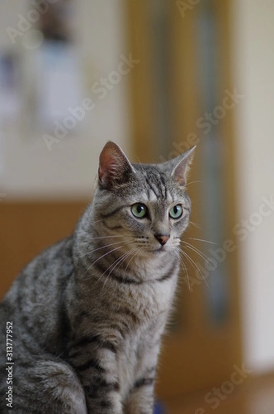 Fototapeta 猫と暮らす日々