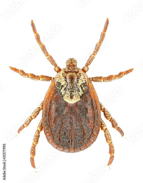 Obraz Dermacentor marginatus
