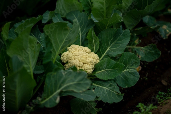 Fototapeta 畑のカリフラワー