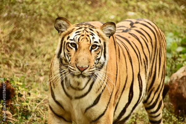 Obraz royal bengal tiger