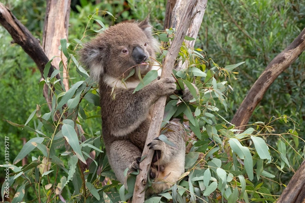 Obraz Koala in a tree eating eucalyptus leaves