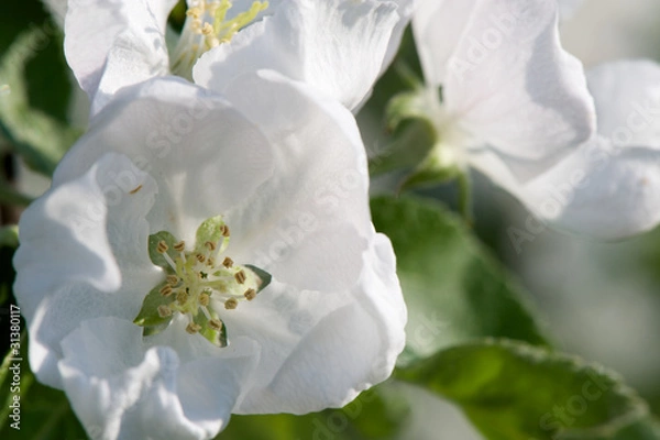 Fototapeta Spring apple tree blossom