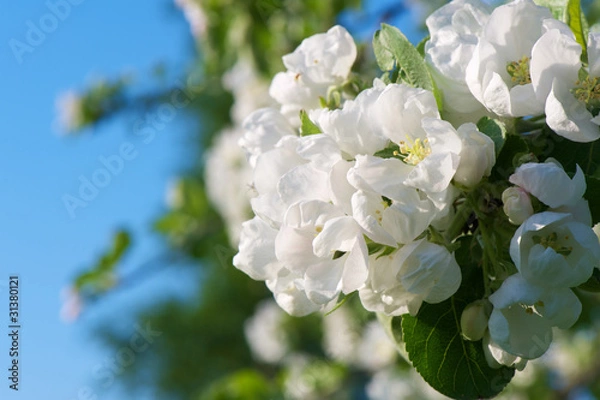Fototapeta Spring apple tree blossom