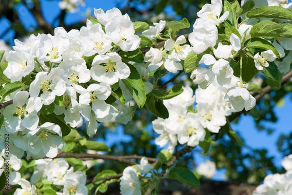 Fototapeta Spring apple tree blossom