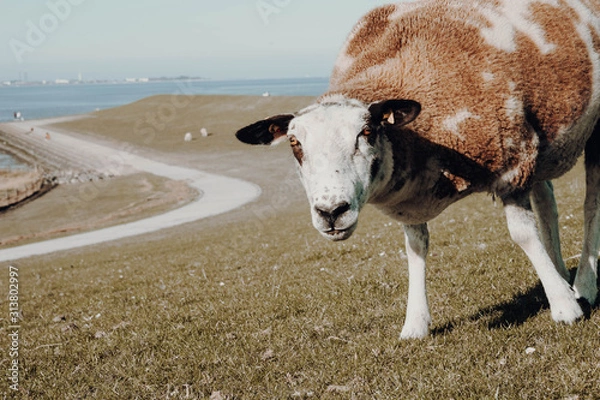 Obraz Starring sheep at the sea