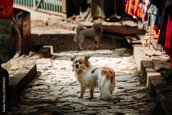 Fototapeta Stray dog stood stationary looking back towards the camera in a small cobbled street in the mountain village of Sapa, Northern Vietnam