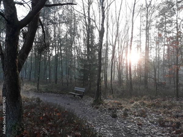 Obraz afternoon stroll in te forest