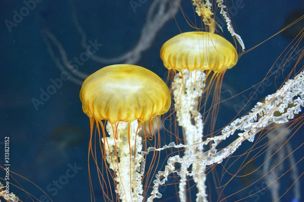 Obraz 水槽を漂う美しいクラゲ　パシフィックシーネットル