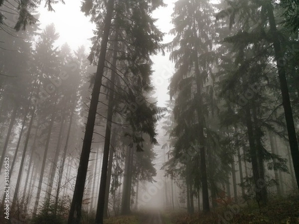 Fototapeta fog in the forest