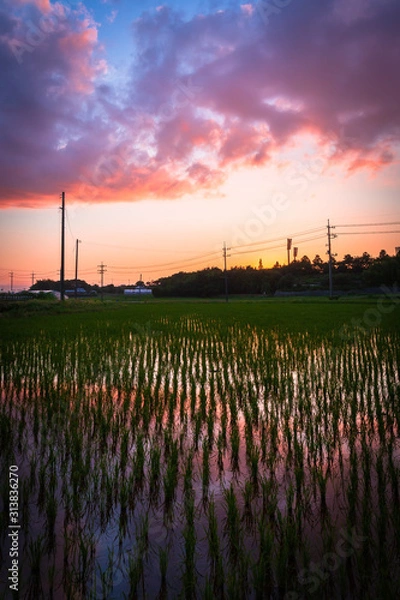 Fototapeta 夕方の田園