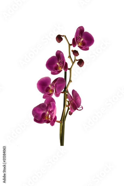 Fototapeta Orchidées
