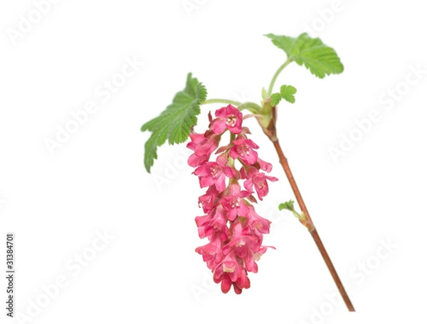 Obraz Ribes sanguineum