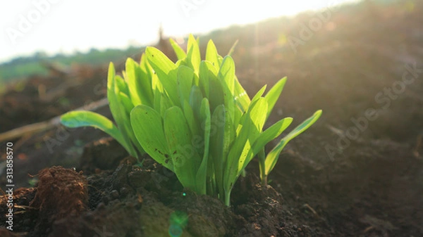 Fototapeta Corn seedlings with sunlight Thailand