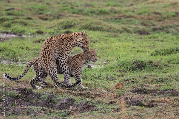Obraz  Leopard mating couple Moremi, Botswana