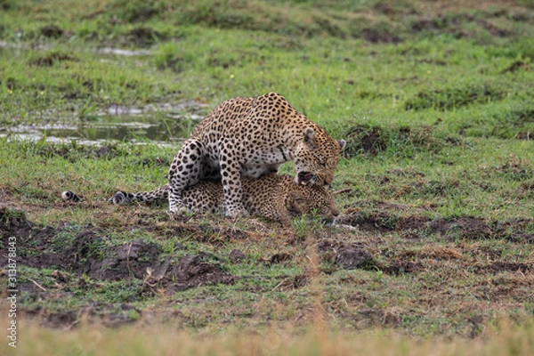 Obraz  Leopard mating couple Moremi, Botswana