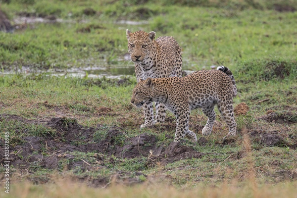 Obraz  Leopard mating couple Moremi, Botswana