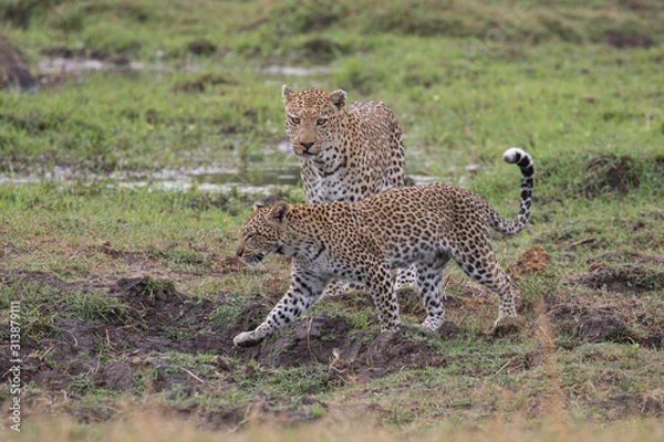 Obraz  Leopard mating couple Moremi, Botswana