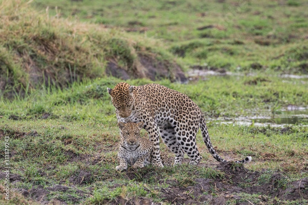 Obraz  Leopard mating couple Moremi, Botswana