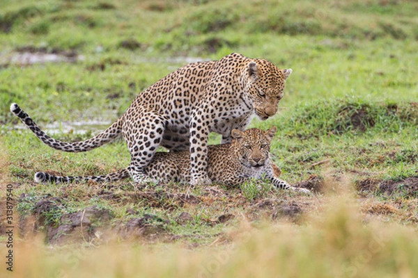 Obraz  Leopard mating couple Moremi, Botswana