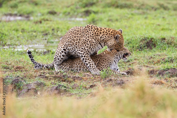 Obraz  Leopard mating couple Moremi, Botswana