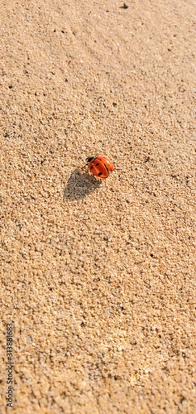 Fototapeta Red ladybug on the pavement, macro. Image 