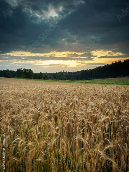 Obraz Evening mood at a grain field in the Waldviertel in Lower Austria