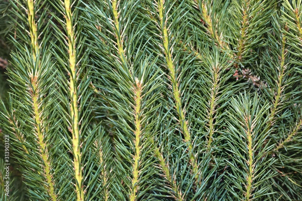 Fototapeta Branches with green needles. Coniferous texture, background