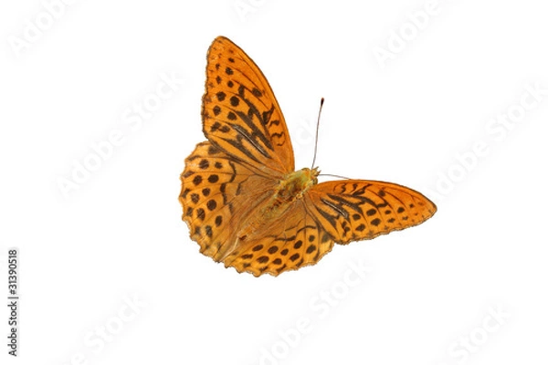 Fototapeta Kaisermantel (Argynnis paphia)