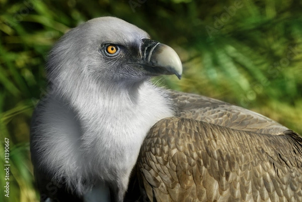 Fototapeta Griffin Vulture