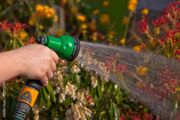 Obraz watering the garden