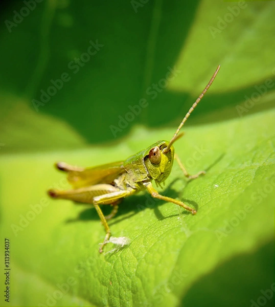 Obraz Meadow grasshopper, Chorthippus parallelus