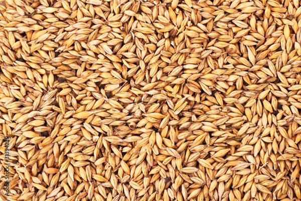 Fototapeta oat grains background