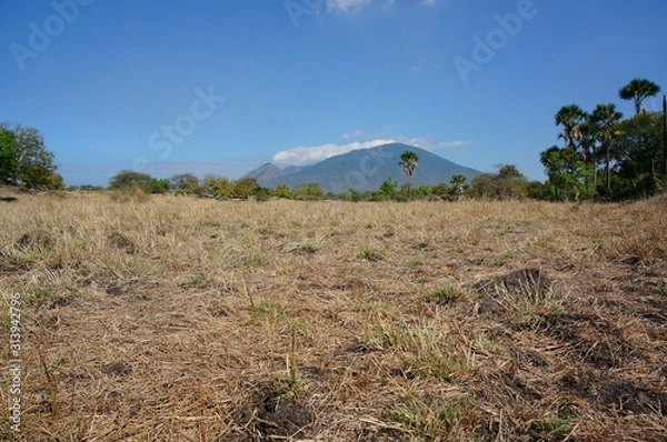 Fototapeta The expanse of the savanna is dominated by dry grass and several trees that spread widely against the background of mountains and canyons.