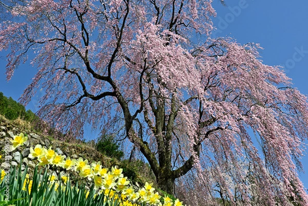 Obraz 満開のしだれ桜と水仙