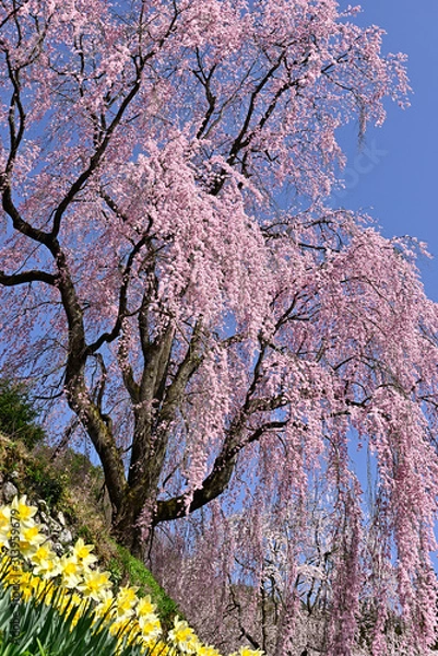 Obraz 春空に咲く満開のしだれ桜