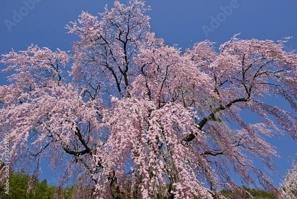 Obraz 春空に咲く満開のしだれ桜