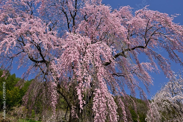 Obraz 春空に咲く満開のしだれ桜