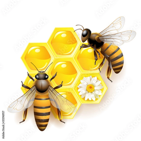 Fototapeta Two bees and honeycombs isolated on white