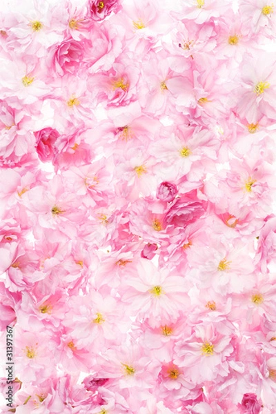 Fototapeta kirschblüte