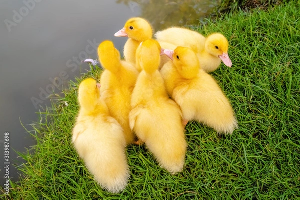 Obraz Group of Yellow Ducks on Green Grass