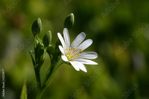 Obraz stellaria