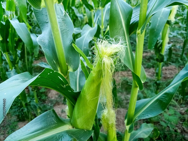 Fototapeta Corn in fields 