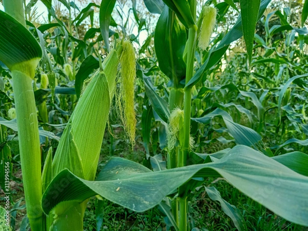 Fototapeta corn on cob