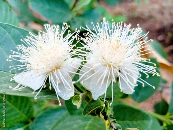 Obraz flower in garden