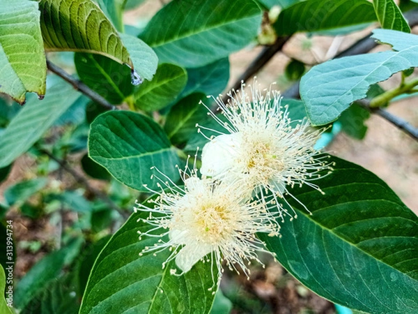 Obraz bee on a flower