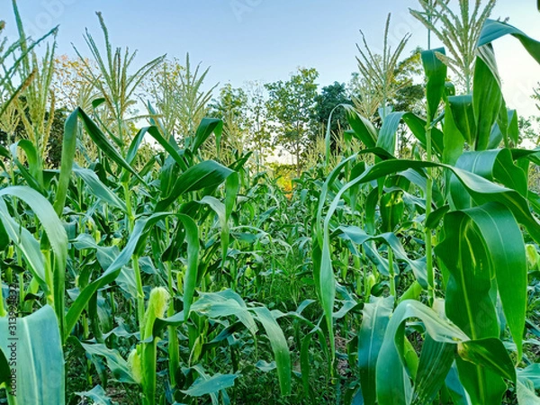Fototapeta corn in the field